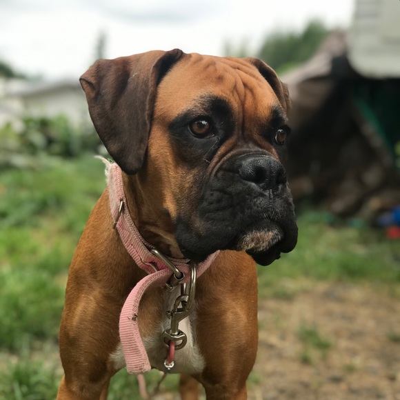 Meet your Posher, Priscilla - Picture 2 of 2